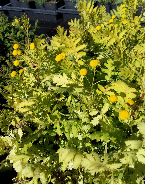 Tanacetum vulgare `Isla Gold`